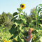 Front view of American Giant sunflowers showing tall stalks and large golden 10-inch blooms in a garden