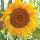 Front view of Snack Mix sunflower seed packet showing large yellow sunflower illustration and product text on white background
