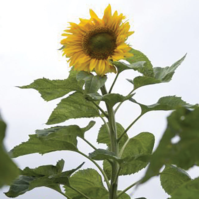 Front view of Mongolian Giant sunflower showing one large yellow flower head and tall stalk with green leaves against a pale sky