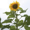 Front view of Mongolian Giant sunflower showing one large yellow flower head and tall stalk with green leaves against a pale sky
