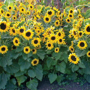 Front view of Waooh sunflower plants showcasing masses of 4-inch golden blooms with dark centers and green foliage