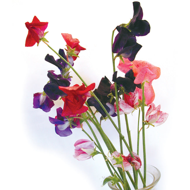 Front view of Old Spice Mix sweet pea stems showing multicolored fragrant blooms in a small glass vase on white background