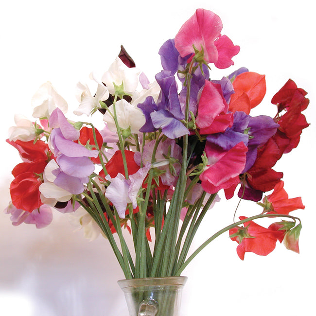 Front view of Late Spencer Choice Mix sweet pea blooms showcasing multicolored cut-flower blossoms on white background