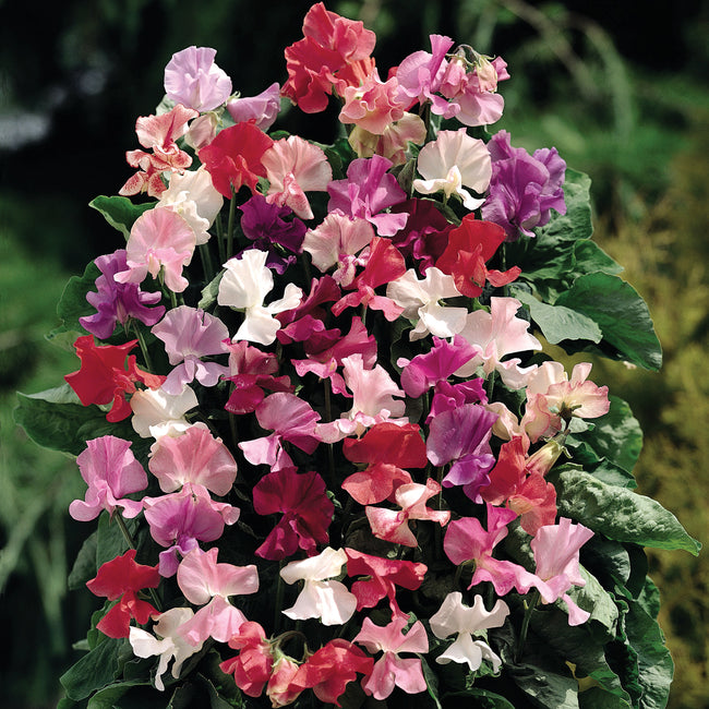 Close up of Fragrantissima sweet pea blooms showing mixed pink, white, red and purple flowers against green foliage