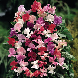 Close up of Fragrantissima sweet pea blooms showing mixed pink, white, red and purple flowers against green foliage