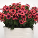 Front view of Tattoo Papaya vinca showcasing coral blooms with dark purple centers and glossy green foliage in a white pot