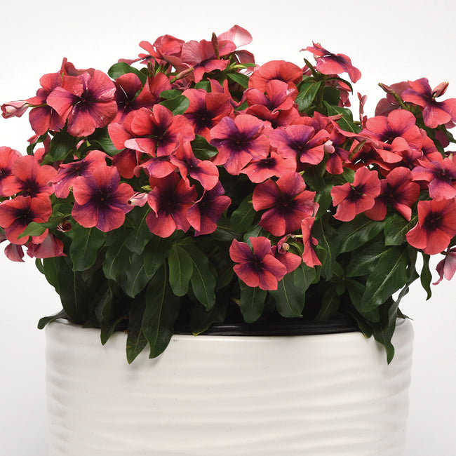 Front view of Tattoo Papaya vinca showcasing coral blooms with dark purple centers and glossy green foliage in a white pot