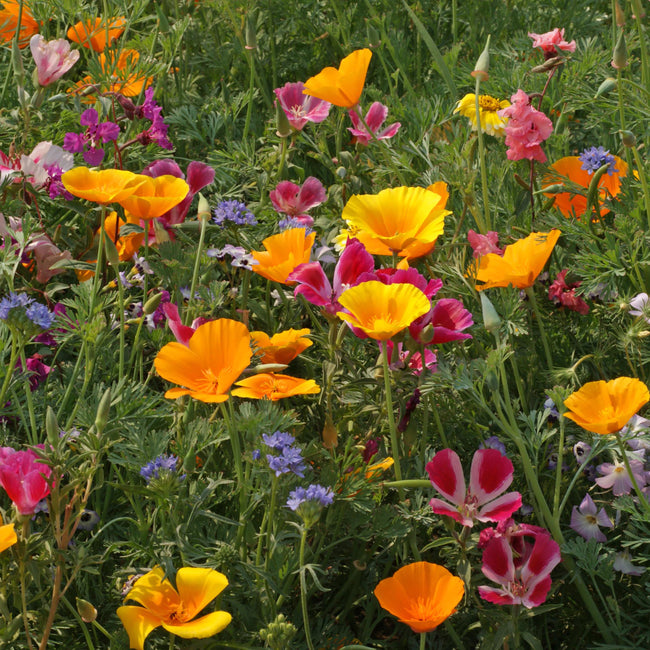 Front of PNW Native Wildflower Mix seed packet showing colorful mixed native wildflowers on white background