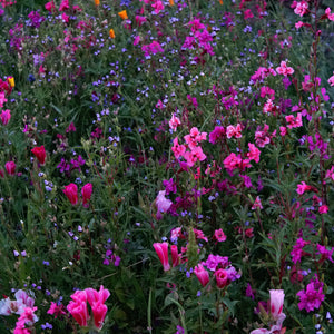 Close-up of PNW Native Wildflower Mix showing pink and purple wildflower blooms with green foliage