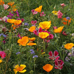 Front of PNW Native Wildflower Mix seed packet showing colorful mixed native wildflowers on white background