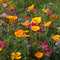 Front of PNW Native Wildflower Mix seed packet showing colorful mixed native wildflowers on white background