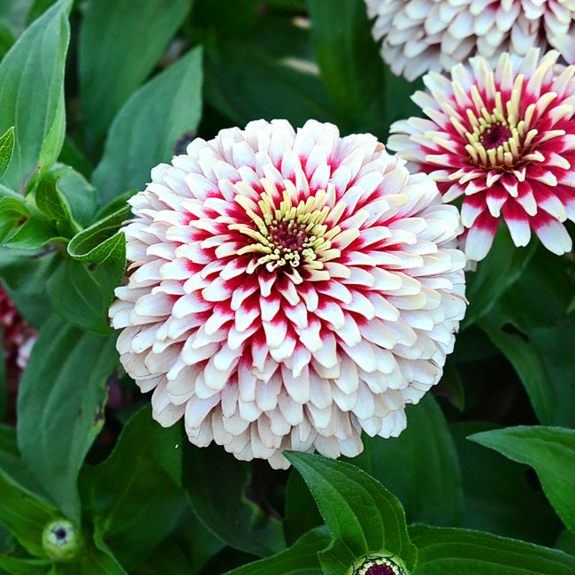 Close-up of Swizzle Cherry & Ivory zinnia bloom showcasing fully double cerise-to-ivory petals with green leaves background