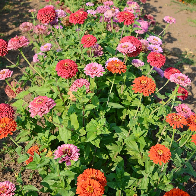 Front view of California Giant Mix zinnia plants showing large double red, pink, and orange blooms in a sunny garden bed