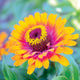 Close-up of Zowie Yellow Flame zinnia showing magenta-orange center ring and yellow-tipped orange petals against green foliage