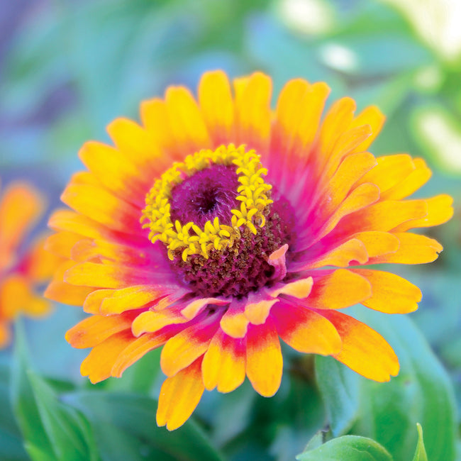 Close-up of Zowie Yellow Flame zinnia showing magenta-orange center ring and yellow-tipped orange petals against green foliage