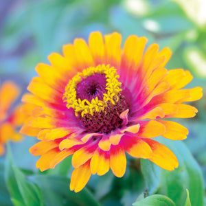Close-up of Zowie Yellow Flame zinnia showing magenta-orange center ring and yellow-tipped orange petals against green foliage