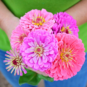 Close up of Art Deco Mix zinnia blooms held in hand showcasing large double pink and lavender flowers with green foliage