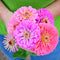 Close up of Art Deco Mix zinnia blooms held in hand showcasing large double pink and lavender flowers with green foliage