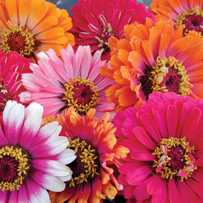 Close-up of Whirligig zinnia double flowers showing contrasting petal tips