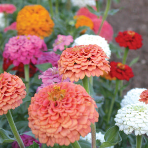 Close-up of Oklahoma Mix zinnia blooms in mixed pink, red, salmon, yellow, and white colors