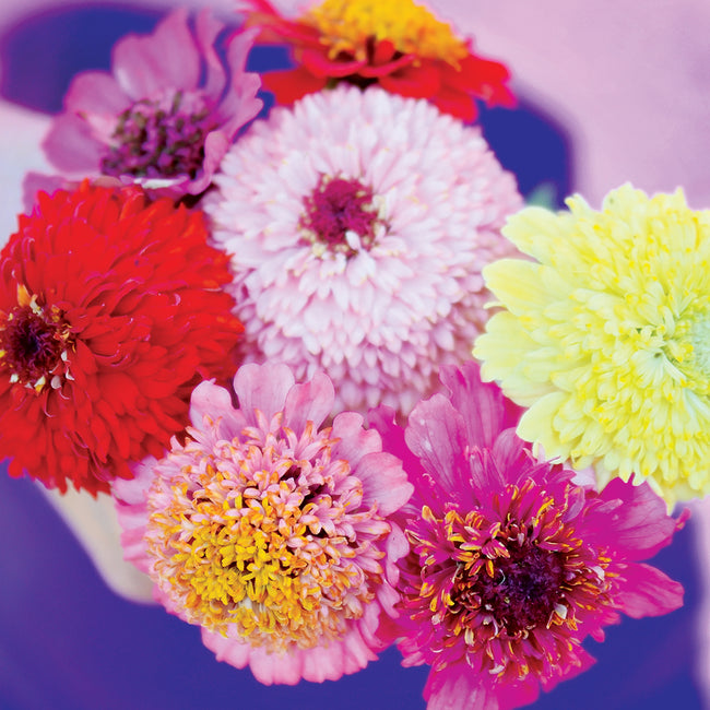 Close-up of Cupcakes Mix zinnia flowers showing fully double 2-inch multicolored blooms on a purple background
