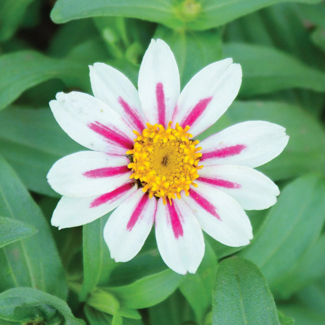Close-up of Zahara Starlight Rose zinnia flower showing cream petals with fuchsia star markings and a yellow center on green foliage background