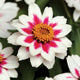 Close-up of Zahara Starlight Rose zinnia showcasing white petals with fuchsia star-shaped centers and yellow disk florets against green foliage