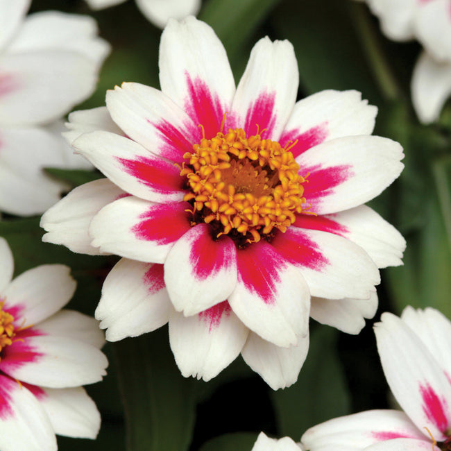 Close-up of Zahara Starlight Rose zinnia showcasing white petals with fuchsia star-shaped centers and yellow disk florets against green foliage