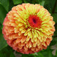 Close up of Queen Lime Orange zinnia showcasing apricot to lime bicolored double blooms with green foliage background