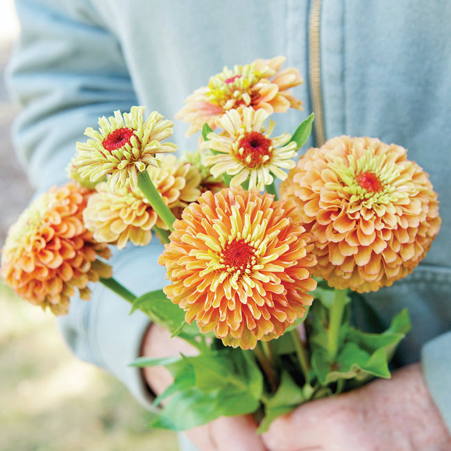 Close-up of Queen Lime Orange zinnia blooms with apricot petals fading to yellow-green and rosy-red centers on blue