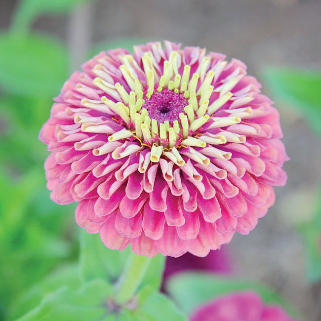 Close-up of Queen Red Lime zinnia flower showing layered pink-red petals and lime-yellow central florets against a blurred green background