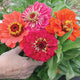 Front view of Benary's Giant Series Mix zinnia seed packet with photo of large double zinnia blooms