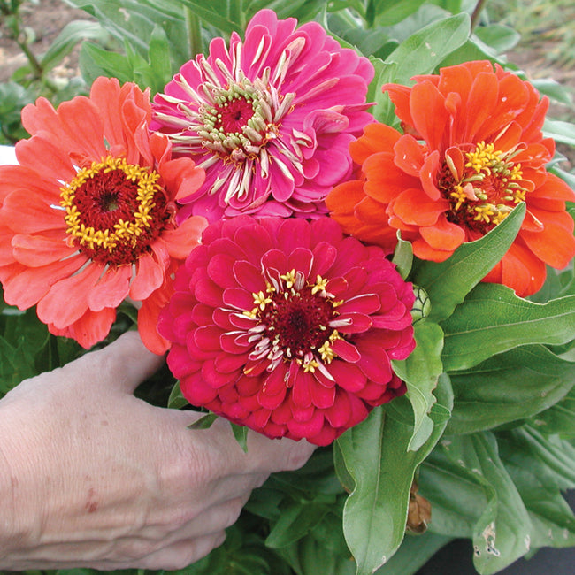 Front view of Benary's Giant Series Mix zinnia seed packet with photo of large double zinnia blooms