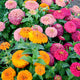 Close-up of Magellan Persian Carpet mix zinnia blooms showing large 2-3 inch double flowers in cherry, scarlet, coral and orange against green foliage
