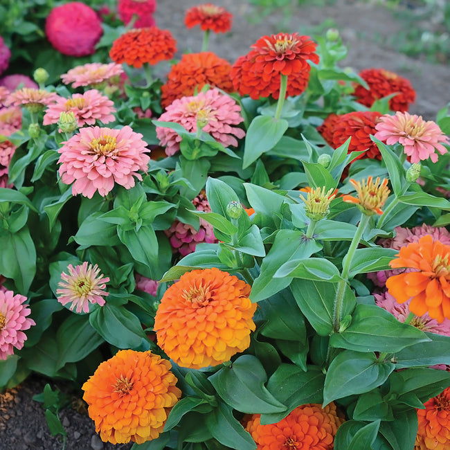 Close-up of Magellan Persian Carpet Mix zinnia showing compact plants with double pompom blooms in orange, coral and cherry