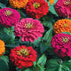 Close-up of Magellan Persian Carpet Mix zinnia flowers showcasing large double blooms in cherry, scarlet, coral and orange against dark foliage
