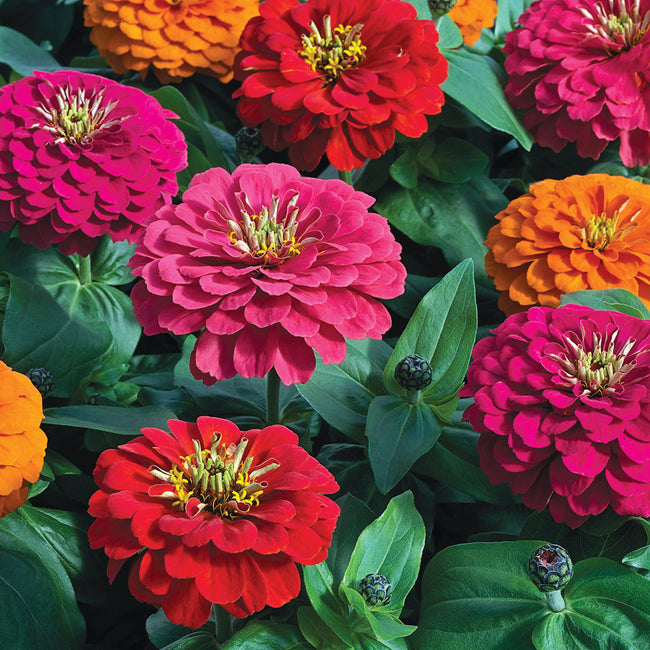 Close-up of Magellan Persian Carpet Mix zinnia flowers showcasing large double blooms in cherry, scarlet, coral and orange against dark foliage