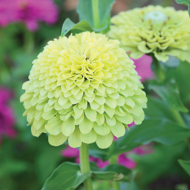 Close-up of Queen Lime Green zinnia bloom showcasing glowing chartreuse semi-double petals and green center with blurred garden background