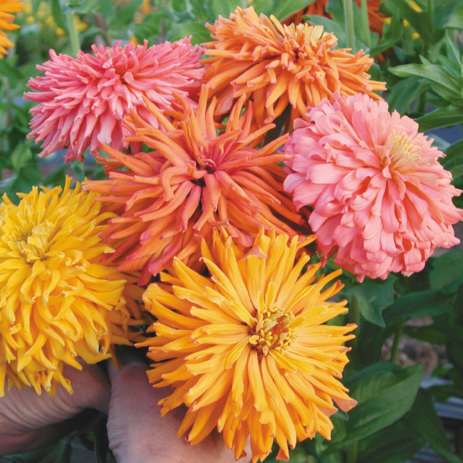Close-up of Giant Cactus Double Mix zinnia showcasing spiky double petals in orange, yellow, and pink on green background