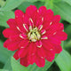 Close-up of Zahara Double Cherry zinnia flower showing deep cherry-red double petals with pale tips against green foliage