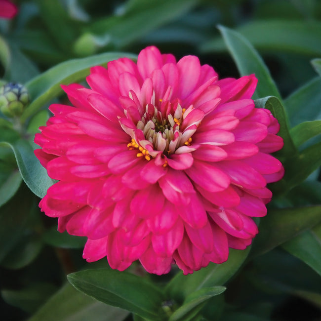 Close-up of Zahara Double Salmon Rose zinnia showing layered double salmon-pink petals against green foliage