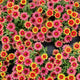 Close-up of Profusion Red Yellow bicolor zinnia showing red-and-yellow petals and green foliage