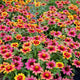 PROFUSION RED YELLOW BICOLOR-ZINNIA