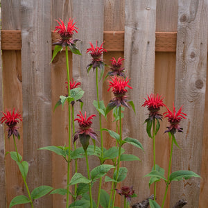 Close-up of Monarda Jacob Cline showing crimson bee balm flowers and green foliage against a garden background