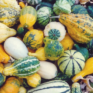 Top view of assorted small ornamental gourds showcasing varied shapes, colors, and textured skins on white background