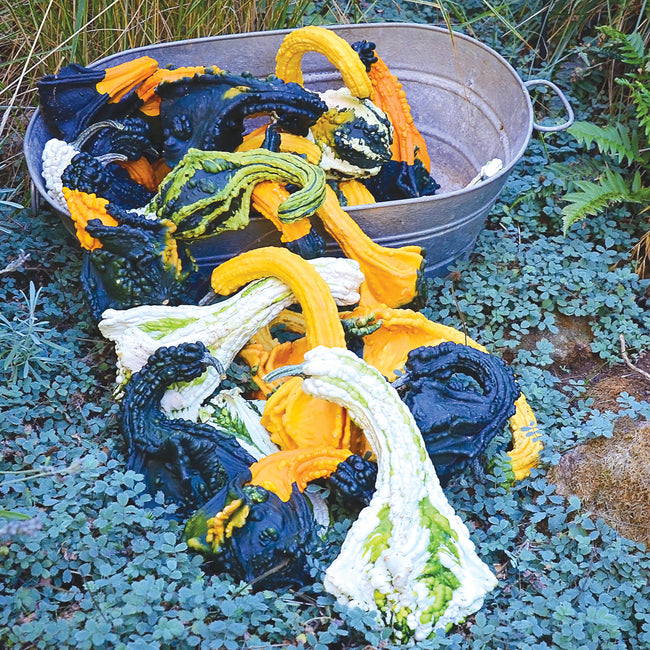 AUTUMN WINGS GOURDS-MEDIUM-GOURD