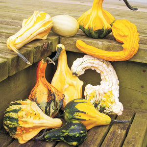Front view of Autumn Wings medium gourds showing spoon-shaped bodies with winged edges and fall colors on white background