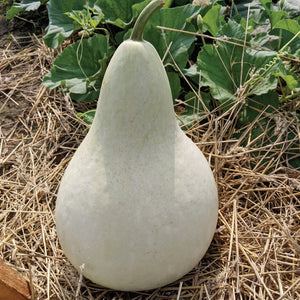 Front view of Martinhouse gourd showing smooth pale tan, pear-shaped fruit on soil background