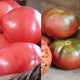 GRAFTED DOUBLE BRANDYWINE/CHEROKEE PURPLE-TOMATO
