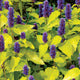 Close-up of Golden Jubilee anise hyssop showing chartreuse yellow foliage and lavender blue flower spikes
